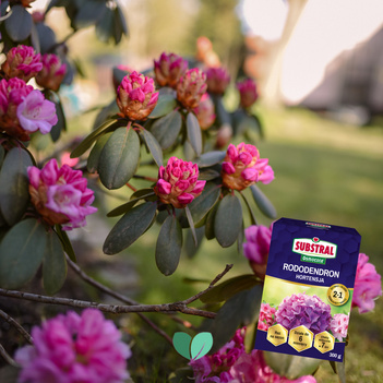 SUBSTRAL Nawóz Osmocote do Rododendronów i Hortensji 2w1
