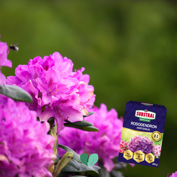 SUBSTRAL Nawóz Osmocote do Rododendronów i Hortensji 2w1